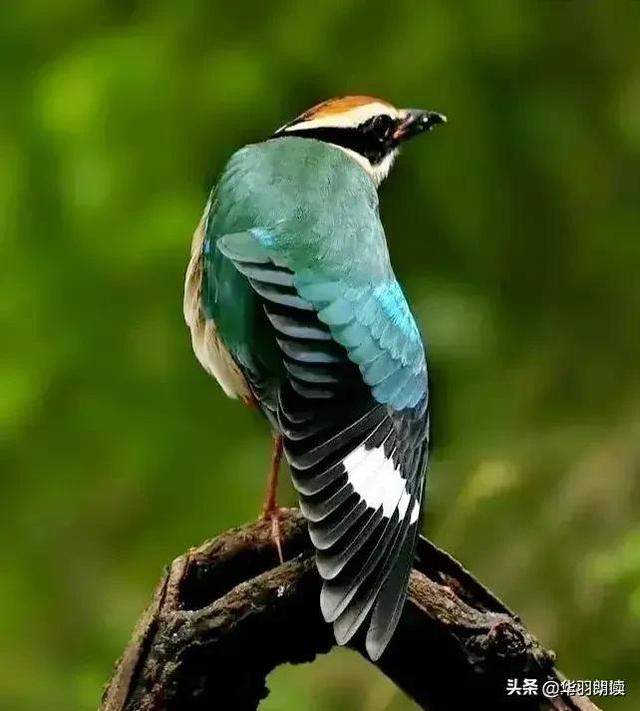 世界上最漂亮的六种鸟图文（世界上极品漂亮的六种鸟）(35)