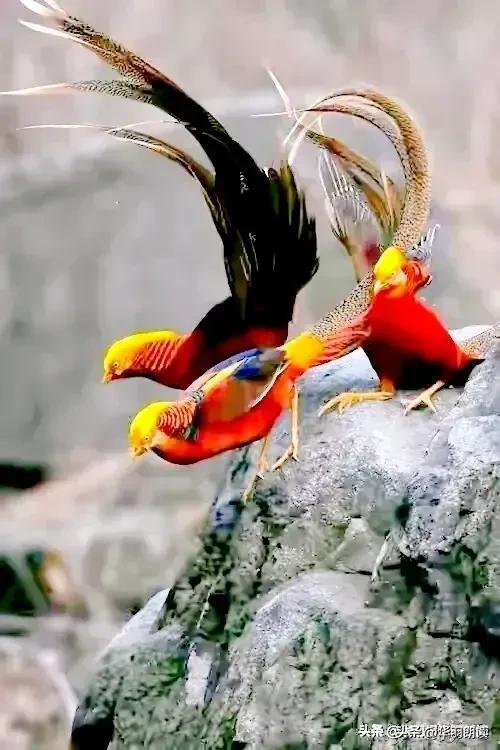 世界上最漂亮的六种鸟图文（世界上极品漂亮的六种鸟）(19)