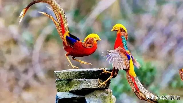 世界上最漂亮的六种鸟图文（世界上极品漂亮的六种鸟）(21)